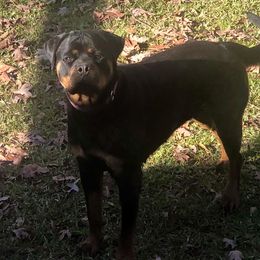 Rottweiler Puppies from Bronx Von Bridges Rottweilers