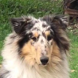 Blu - Collie