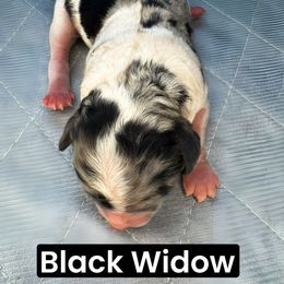 Black Widow - Blue merle female Aussiedoodle puppy in Bakersfield, California from Annie's Aussies