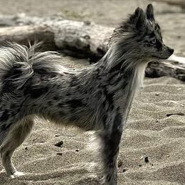 Border Collies, Miniature Australian Shepherds, and Pomeranians from Akins Aussies/Wild Rose Ranch