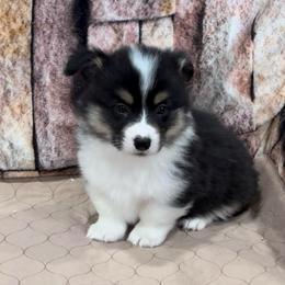 Boy 4 - Black and tan male American Corgi puppy in Visalia, California from VIP Stables