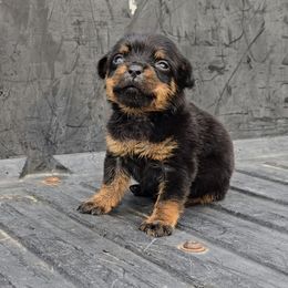 Girl 2 - Black and mahogany female Rottweiler puppy in Holts Summit, Missouri from Hurleyhaus Rottweilers