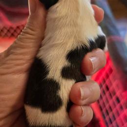 Girl - Black and white female Shih Tzu puppy in Missouri from Farm Animal Mommy Shih tzu's Michalek Dog Breeder