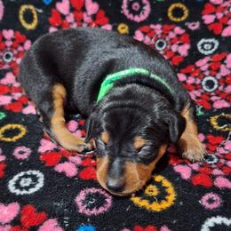 Bo - Black and rust male Miniature Pinscher puppy in Grove, Oklahoma from K&J's Min Pins Of Grand Lake