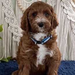 Knox - Red  male Goldendoodle puppy in Jonesboro, Arkansas from Honeysuckle Creek Goldendoodles