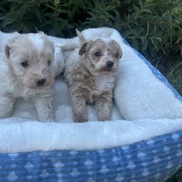 Maltipoo and Poodle Puppies from Red Okie Maltipoos