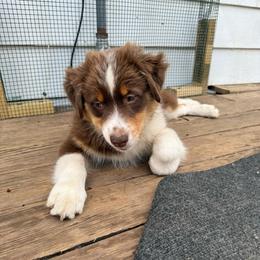 Light Blue - Red tri-color male Australian Shepherd puppy in Grand Rapids, Michigan from Griffin Tides - Australian Shepherds
