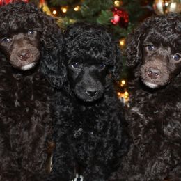 Poodles from Caralot Miniature Poodles