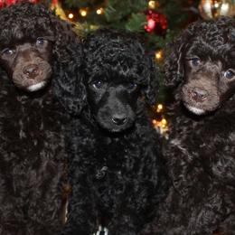 Poodles from Caralot Miniature Poodles
