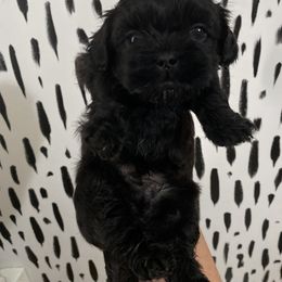 Shih Tzu Puppies from Shihtzus.Sc