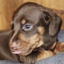 Boston Terriers, Dachshunds, and Pugs from Mauzey's Bostons