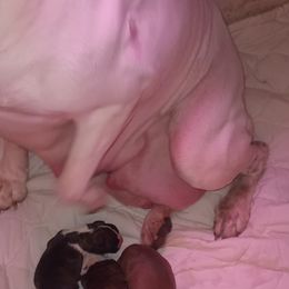 Girl 2 - female Boxer puppy in Minnesota from Timmies Boxers