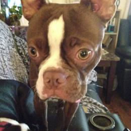 Boston Terriers from J & T Bostons/Abilene, Texas
