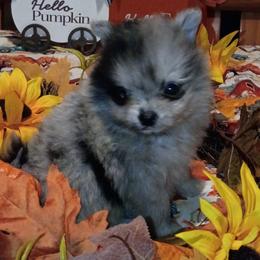 Boba - Blue merle male Pomeranian puppy in Northport, Alabama from 007 Hamilton Pomeranians