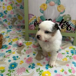 Miniature Australian Shepherds from Lozito's Mini Aussies