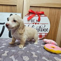 Arlo - Cream male Dachshund puppy in Cherry Tree, Oklahoma from Peavine Creek Dachshunds
