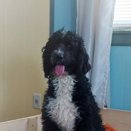 Dyna G - Bernedoodle