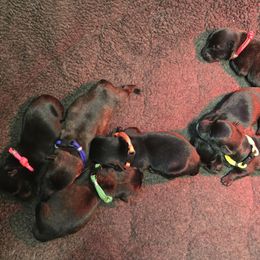 Pink Collar - Black female Scottish Terrier puppy in Milo, Iowa from Scotties By Stout