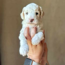 Monica - Cream female Goldendoodle puppy in Benton, Arkansas from Cozy Creek Doodles