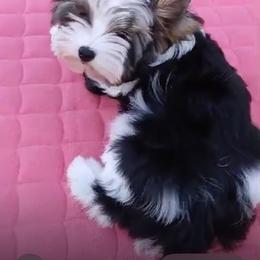 Biewer Terrier puppies from Prestigious Pups