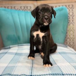 Boy 1 - Brindle male Boxer puppy in Prestonsburg, Kentucky from Diamond Standard Boxers