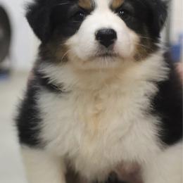 Stormi - Black tri-color female Australian Shepherd puppy in Bagley, Iowa from Diamond M Aussies