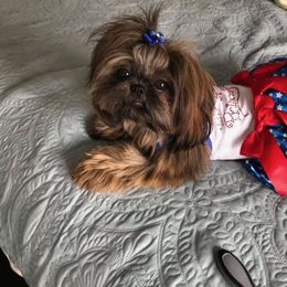Shih Tzu Puppies from Shih Tzu Companions