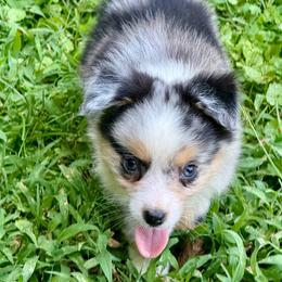 Raziah - Blue merle male Miniature Australian Shepherd puppy in Patterson, North Carolina from DreamLine Aussies