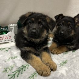 Ranger - Black and tan male German Shepherd puppy in Stanardsville, Virginia from Majestic K9 LLC
