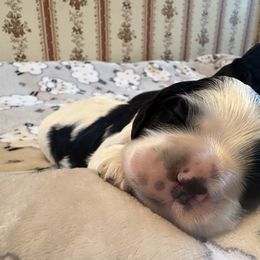Cocker Spaniel Puppies from Abundance of Joy LLC