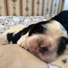 Cocker Spaniel Puppies from Abundance of Joy LLC
