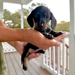 Teddie - Black and tan female Dachshund puppy in Aragon, Georgia from Daschunds Unlimited