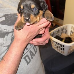 Rottweiler Puppies from Von Locher Rotties