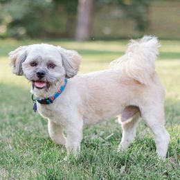 Buddy - Lhasa Apso
