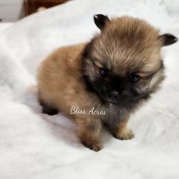Georgia - Red sable female Pomeranian puppy in Ponca City, Oklahoma from Bliss Acres Farm