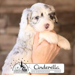 CInderelle - Blue merle and white female Sheepadoodle puppy in Cleveland, Tennessee from Narrow Path Old English & Sheepadoodles