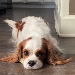 Violet - Cavalier King Charles Spaniel