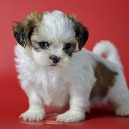 Boy - Black gold and white male Shih Tzu puppy in Middleborough, Massachusetts from Shih Tzu Pups
