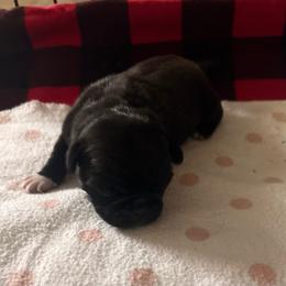 Panda - Black female Pug puppy in Parma, Ohio from Double Dutch Pug Co.