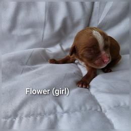 Flower - Ruby female Cavalier King Charles Spaniel puppy in Le Roy, New York from Heirloom Cavaliers
