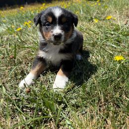 Bella - Black tri-color female Australian Shepherd puppy in Otis, Oregon from Heritage Hill Aussies