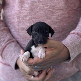 Girl 1 - Seal female Italian Greyhound puppy in Sugar Valley, Georgia from Pinnacle Farm and Kennel