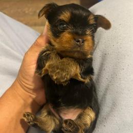 Male 2 - Black and tan male Yorkshire Terrier puppy in Kissimmee, Florida from Bebe AKC Puppies