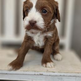 Clover - Red  female Goldendoodle puppy in Decatur, Tennessee from Diamond's Doodles