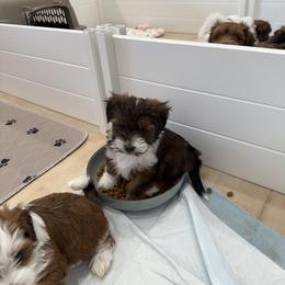 Bernedoodle, Cavapoo, Havanese, and Havapoo Puppies from Lady Paws Puppies - Cassie