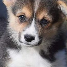 Pembroke Welsh Corgis from Pandora Corgis