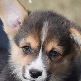 Pembroke Welsh Corgis from Pandora Corgis
