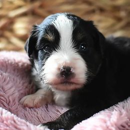 French Bulldog, Miniature Australian Shepherd, and Toy Australian Shepherd Puppies from Magnolia Hills Farm