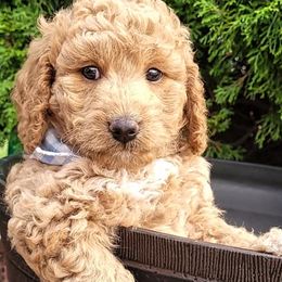 Labradoodles from Dancing Doodles