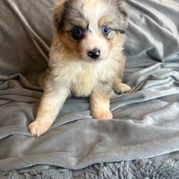 Micah - Blue merle female Toy Australian Shepherd puppy in Union Grove, North Carolina from Grove Farm